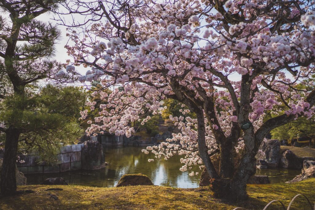cherry blossoms at nijo castle