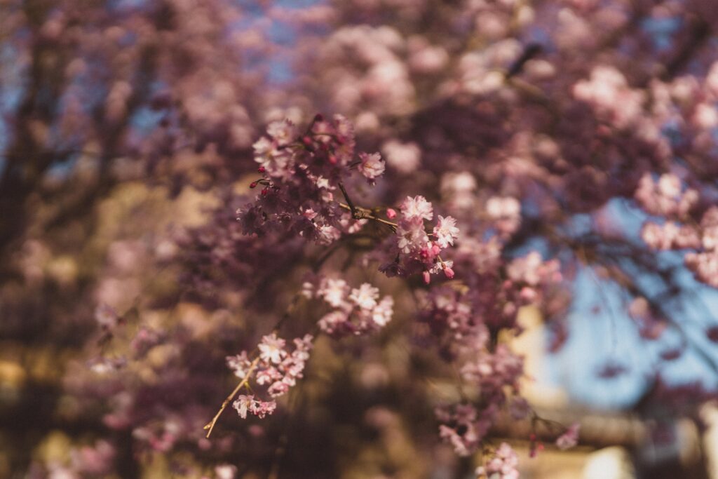 cherry blossom philosophers path