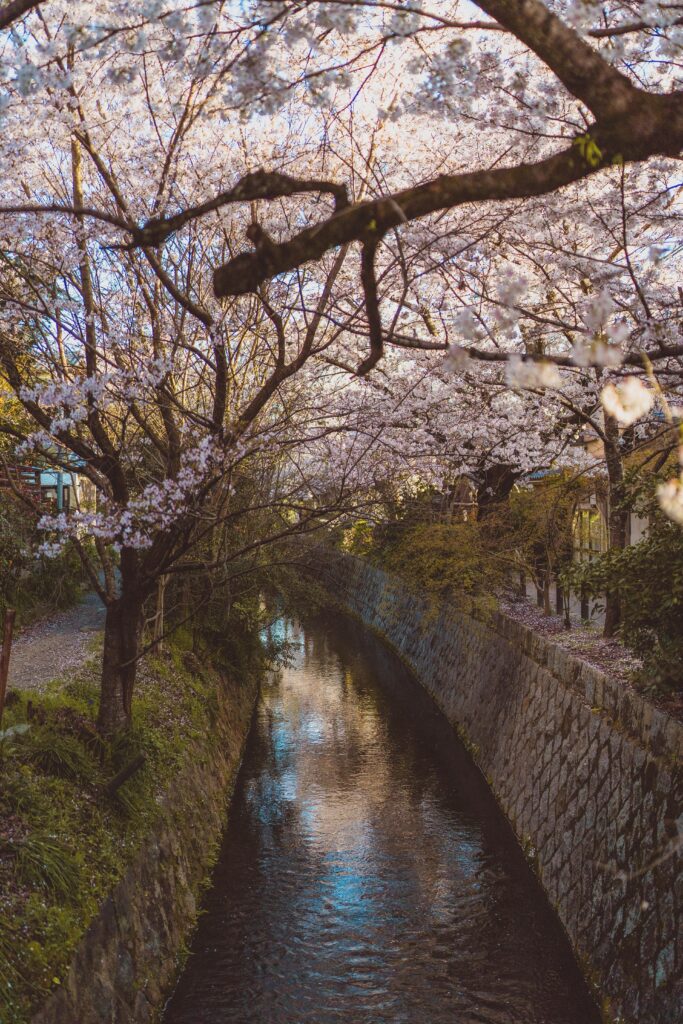 kyoto cherry blossom
