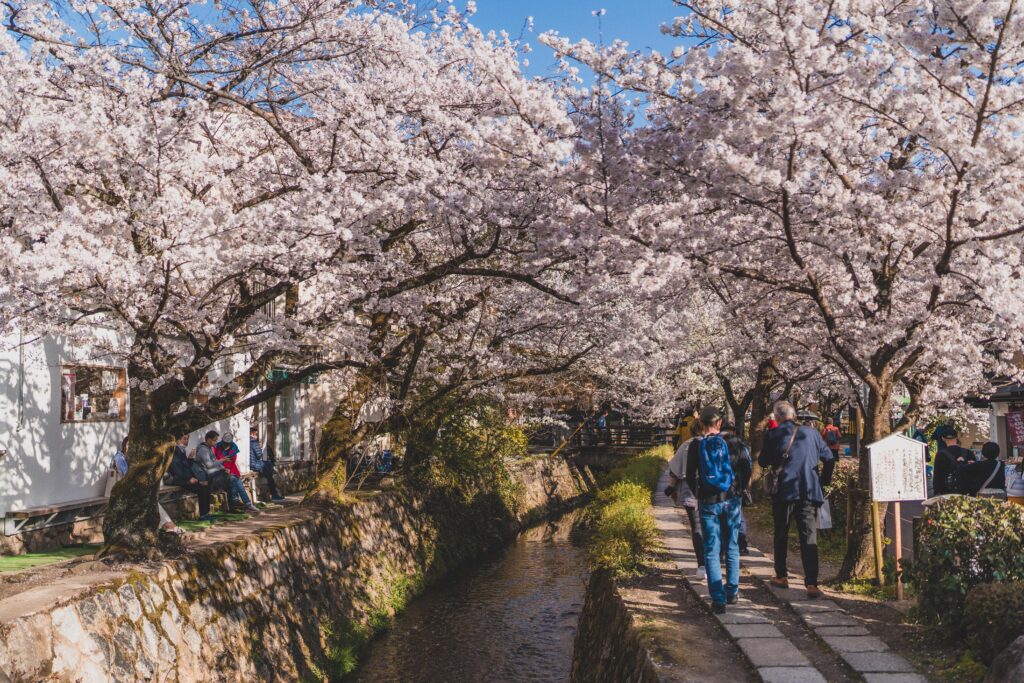 cherry blossom walk kyoto