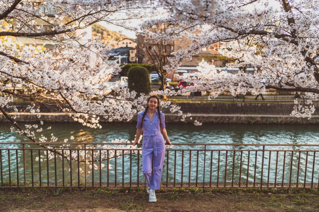 cherry blossom kyoto