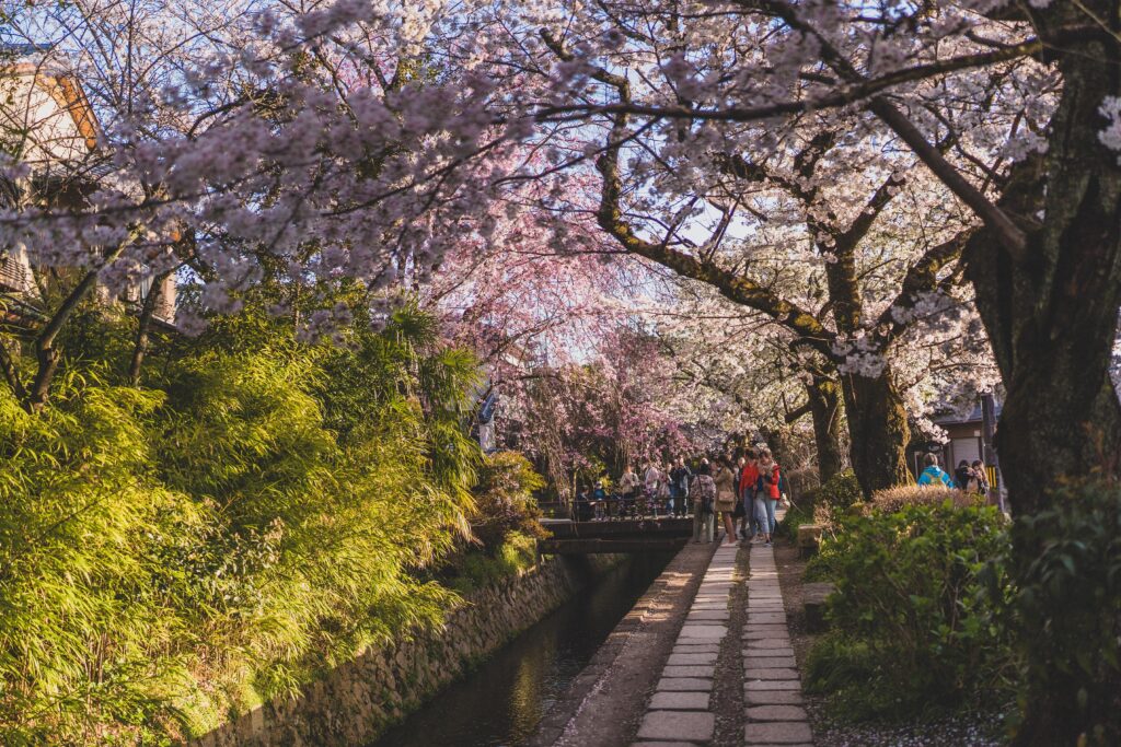 philosopher path blossom