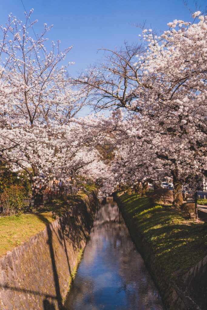 blossom philosophers path