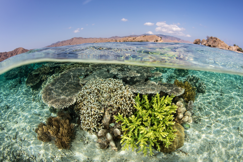 A fragile coral reef grows on a coral reef in Komodo National Park