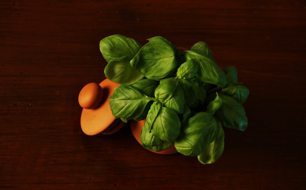 Basilico Genovese DOP