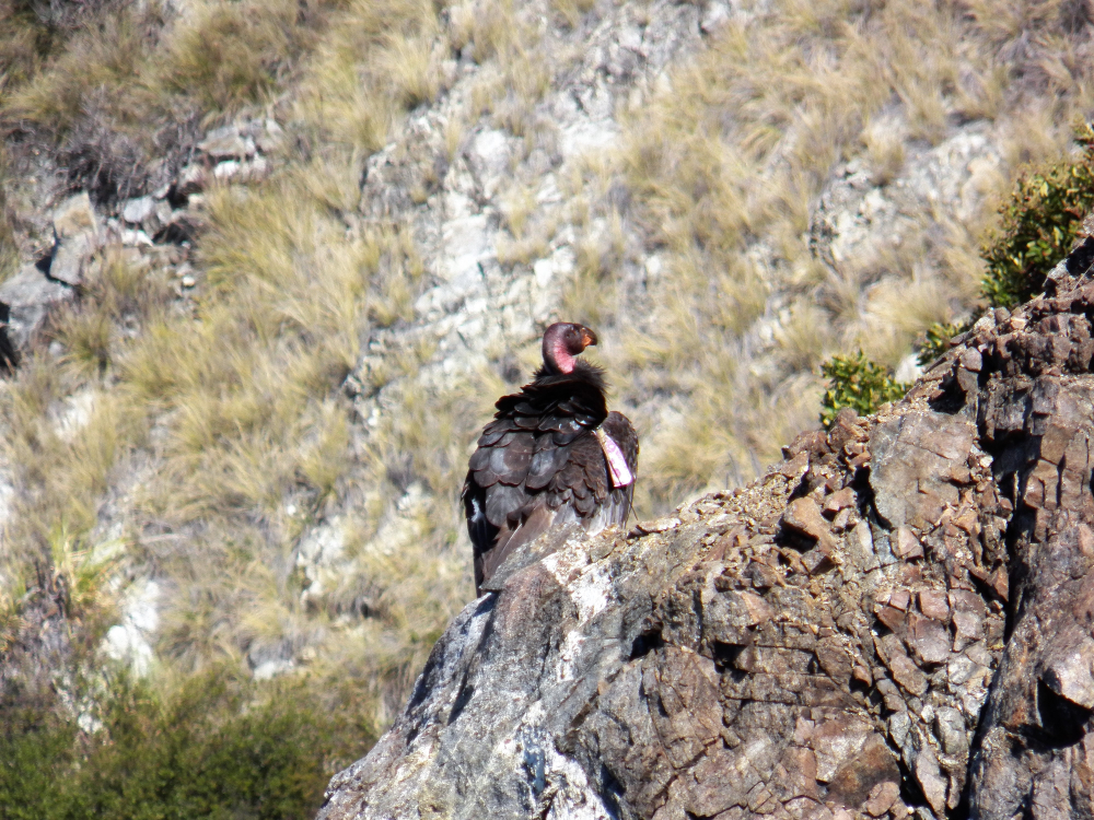 California condor