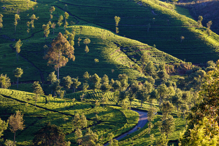 Dawn at tea plantation