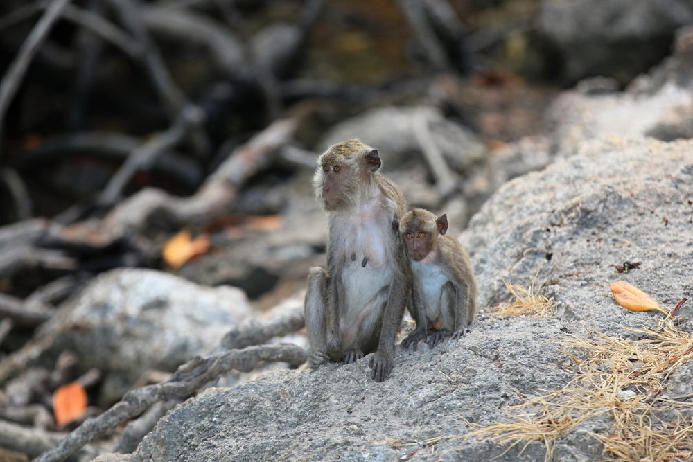 Macaques on Rinca Island