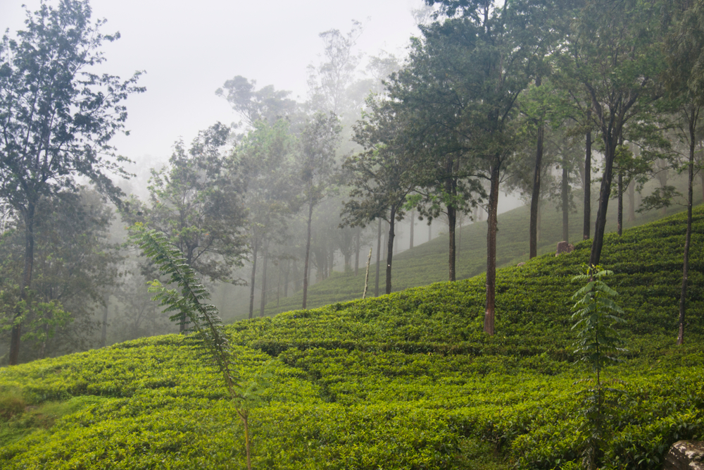The area of the Knuckles mountains around Kandy 