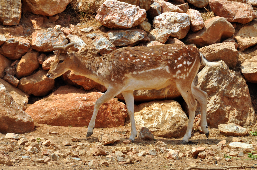 Fallow deer with growing antlers