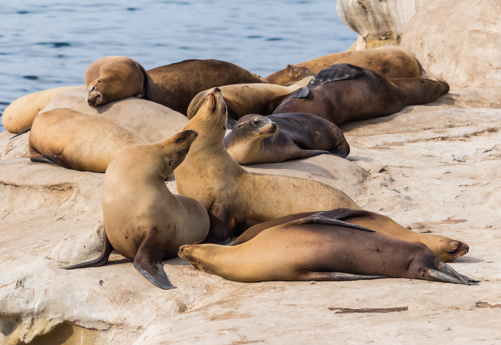 Sea lions on the cliff at La Jolla Cove