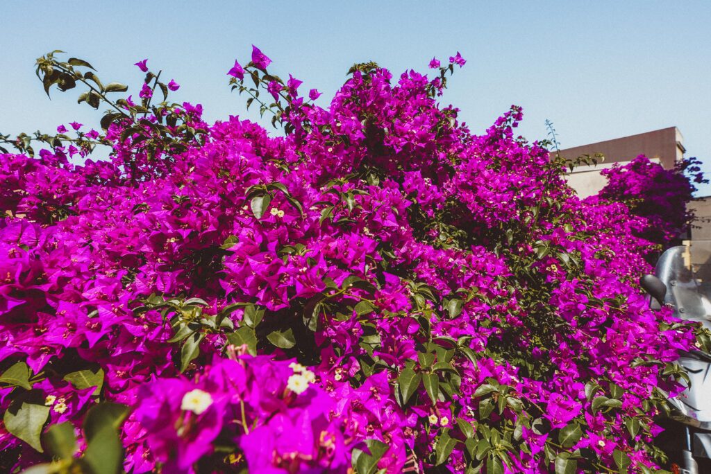 flowers in taormina