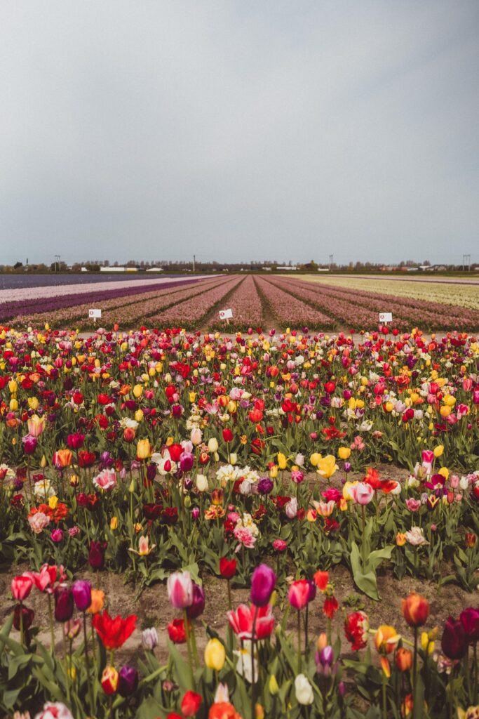 how to visit the tulip barn