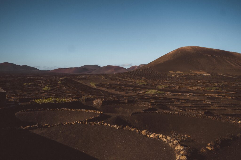vineyards in lanzarote