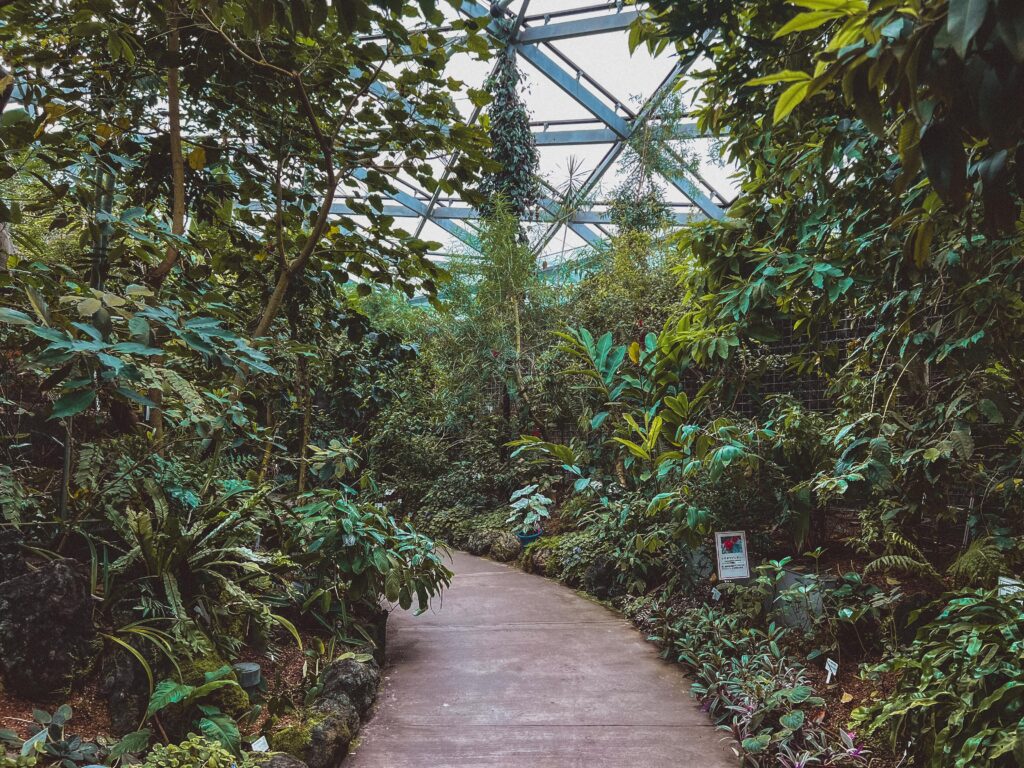 plants in shunjuku gyoen greenhouse