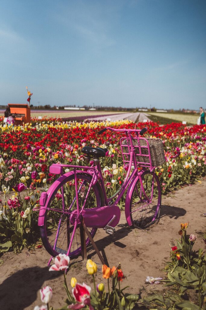 the tulip barn bicycle