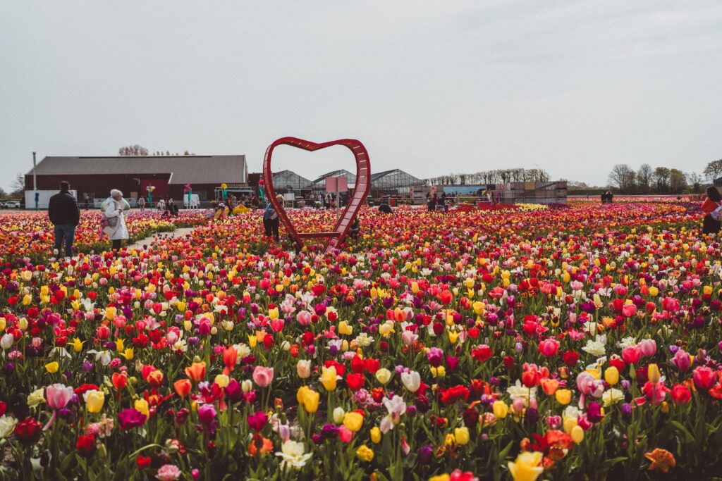 heart shaped bench at the tulip barn