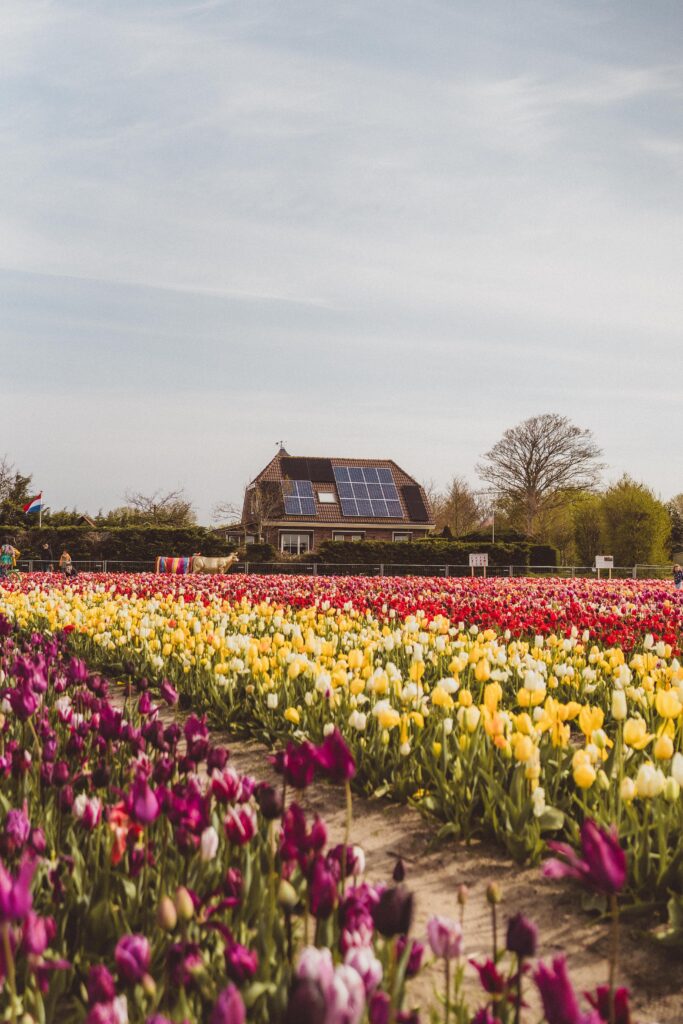 field of tulips at the tulip barn