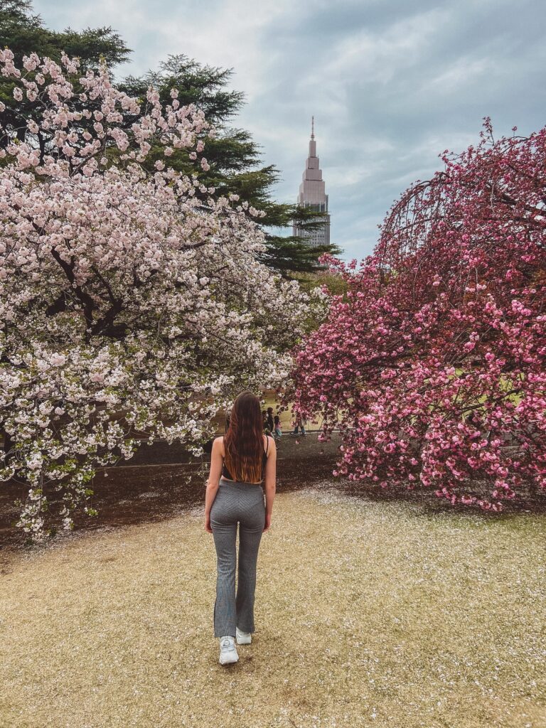 cherry blossom in shinjuku gyeon