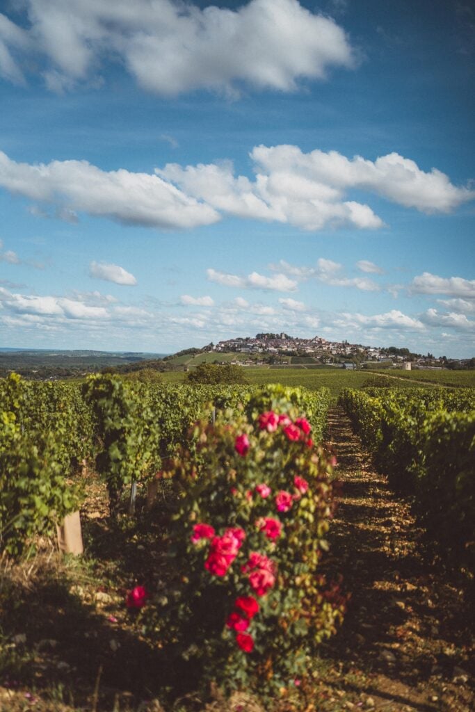 roses growing in sancerre