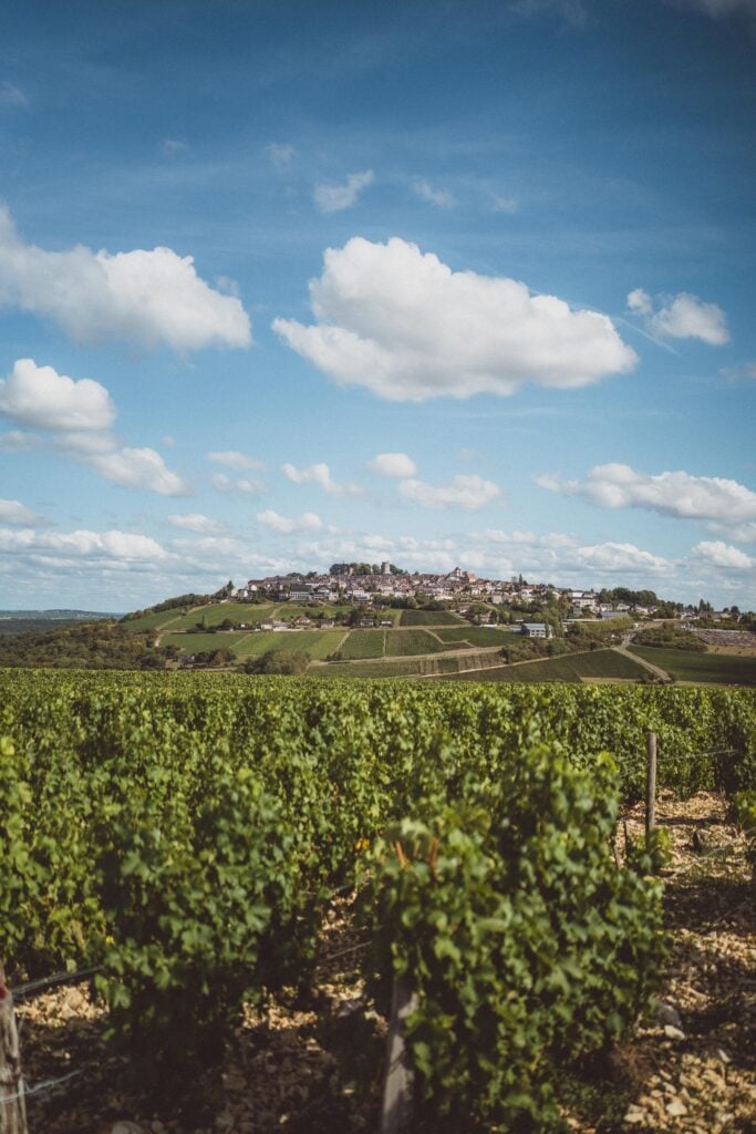 vineyard in sancerre