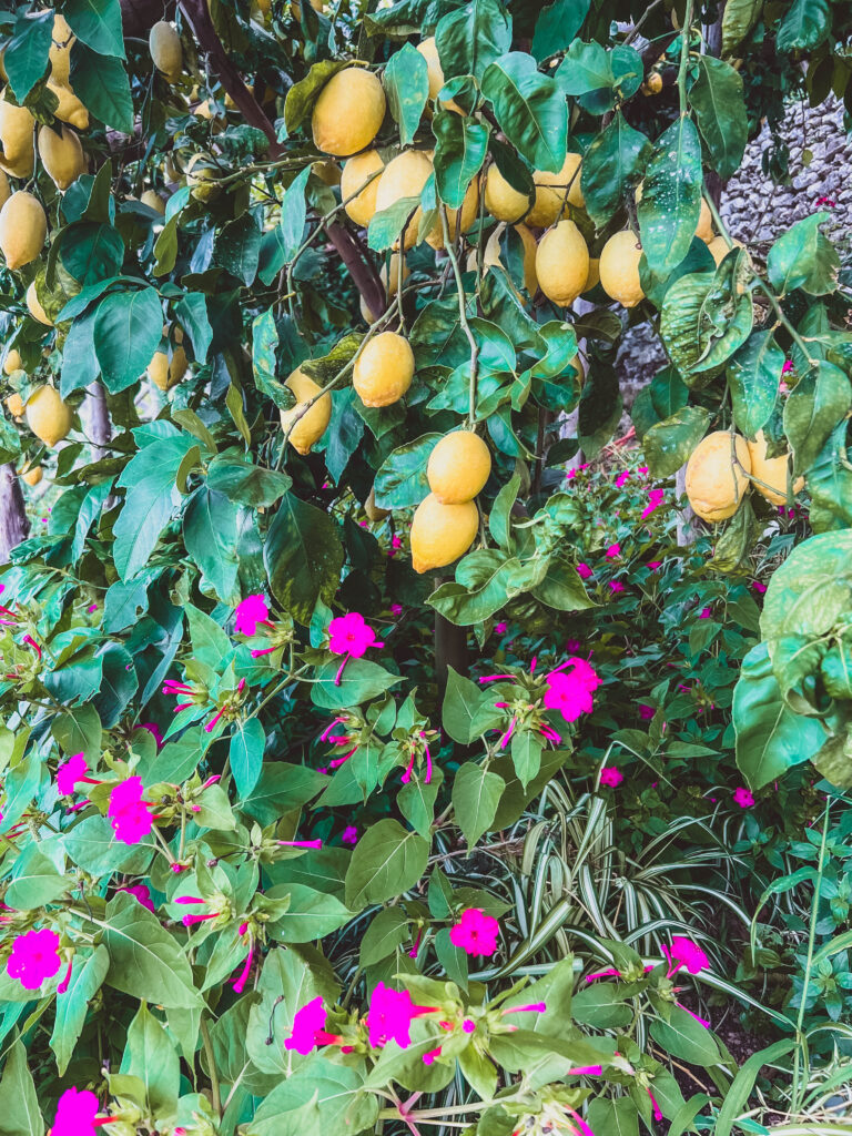 amalfi lemons