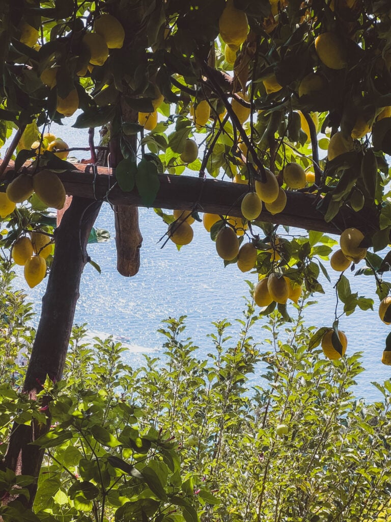 lemon grove on the amalfi coast