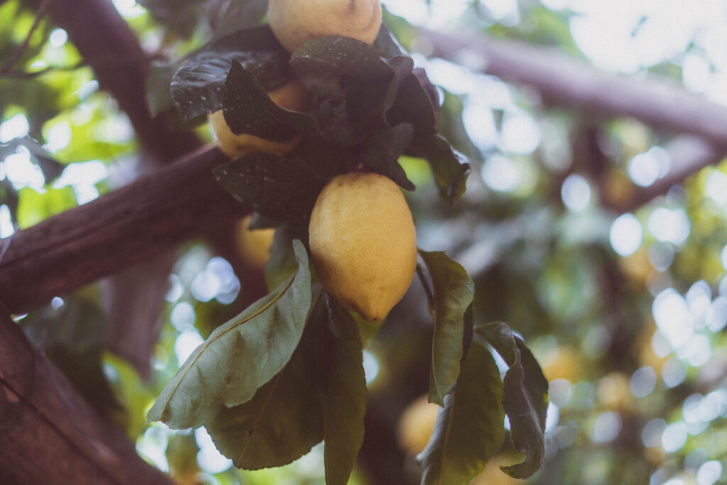 amalfi lemon