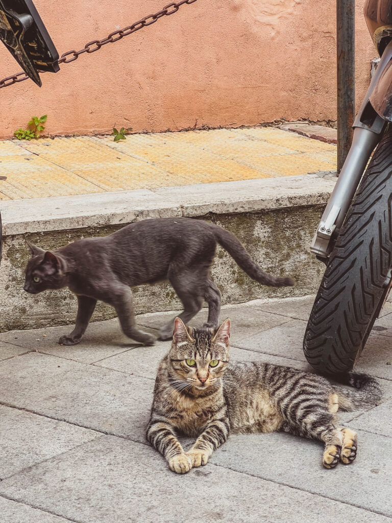cats in cetara