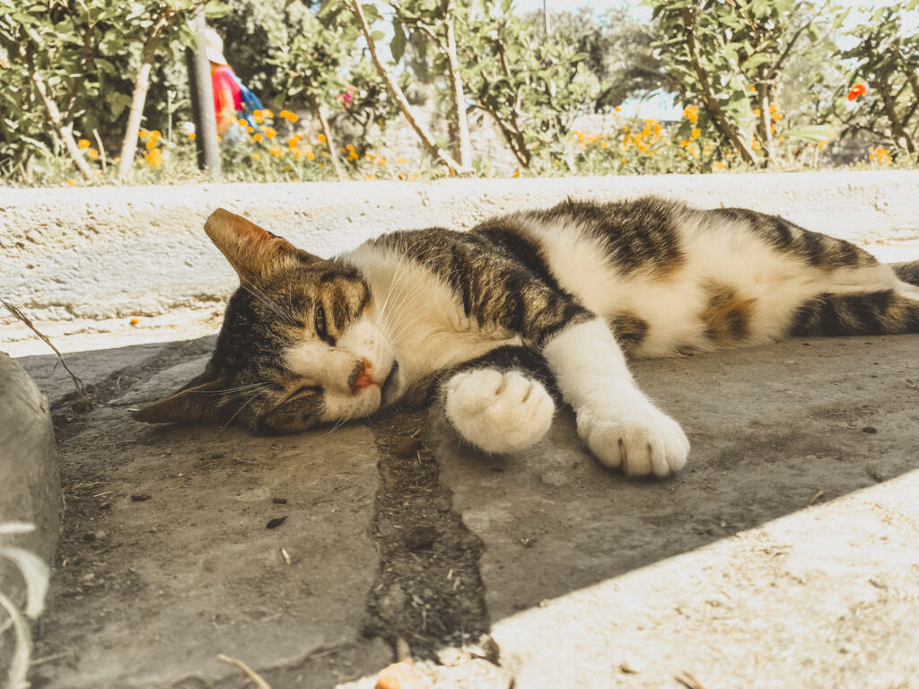 cat in the shade in kos greece