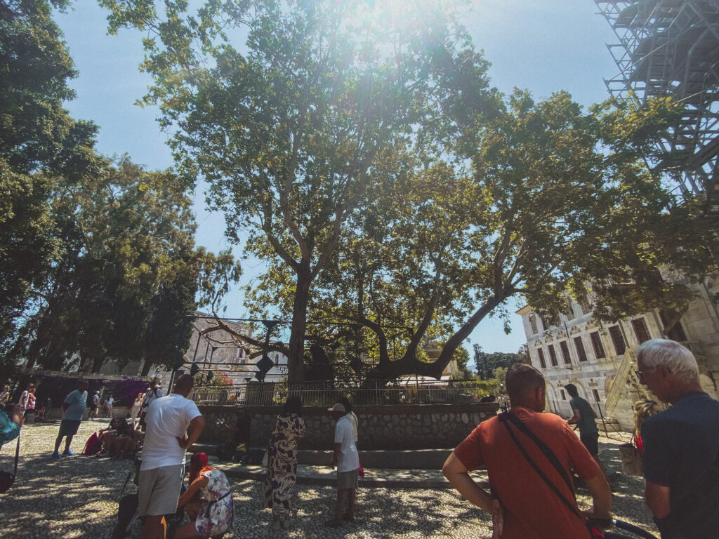 Tree of Hippocrates kos greece