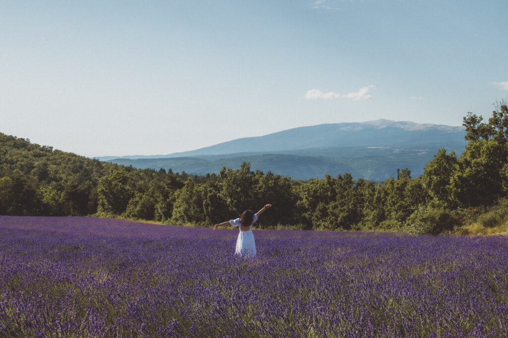 lavender fields in provence