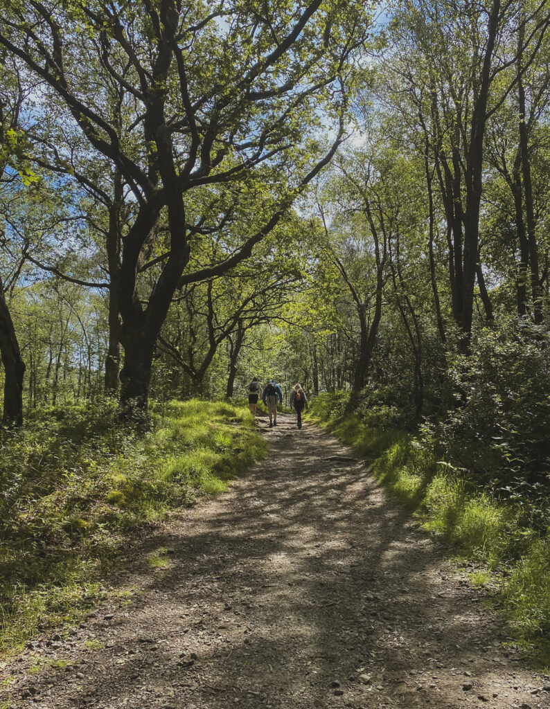 walking up a forest path towards ben lomond in scotland