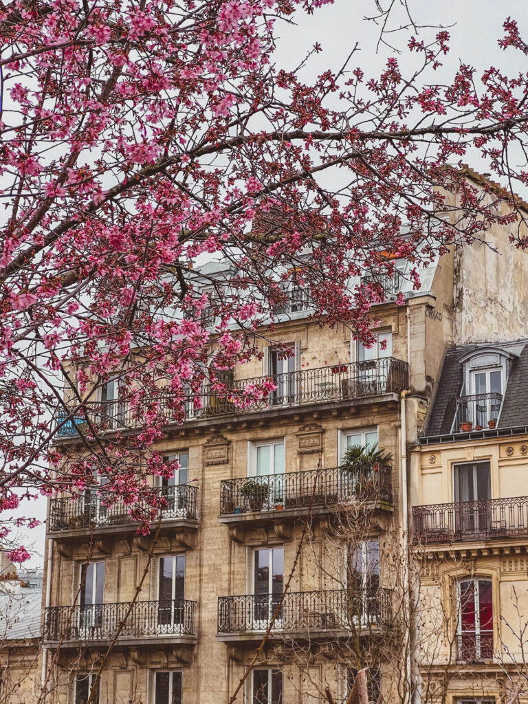 cherry blossoms in the 12th arrondissement