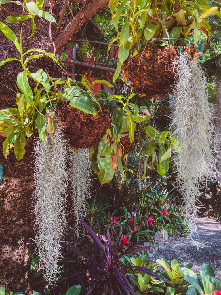 plants in mortella gardens ischia italy