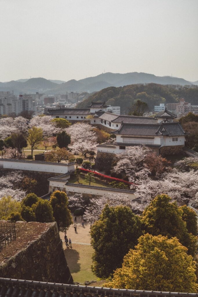 sakura at himeji castle