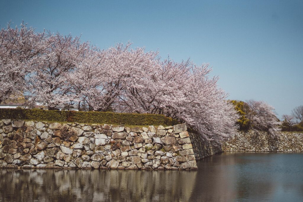 cherry blossom at himeji