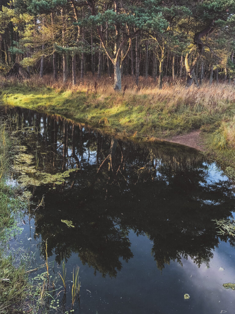 picture of forest at john muir country park in dunbar scotland 