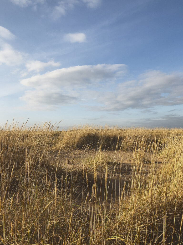 marshlands in john muir country park dunbar scotland