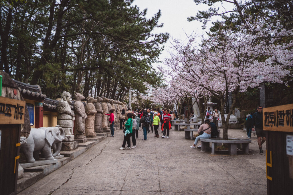 Haedong Yonggungsa cherry blossoms