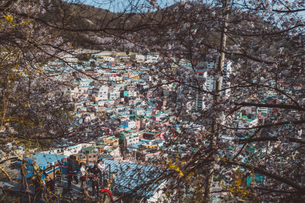 cherry blossoms in Gamcheon