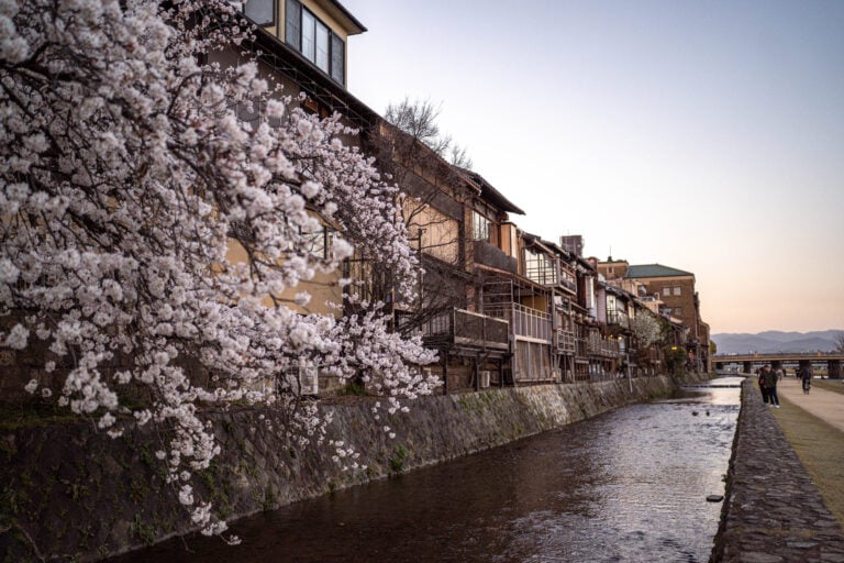 kamo river blossom