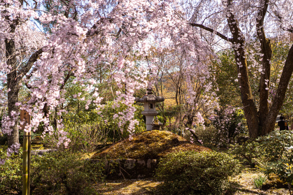 tenryruji blossom