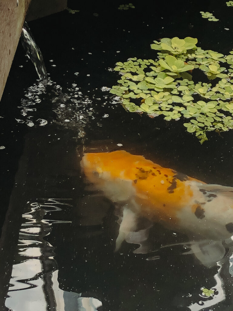 koi fish at edinburgh botanic gardens