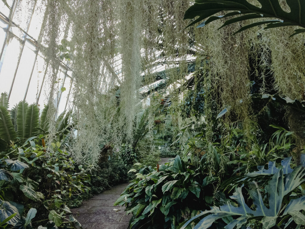 fern house in edinburgh botanic gardens