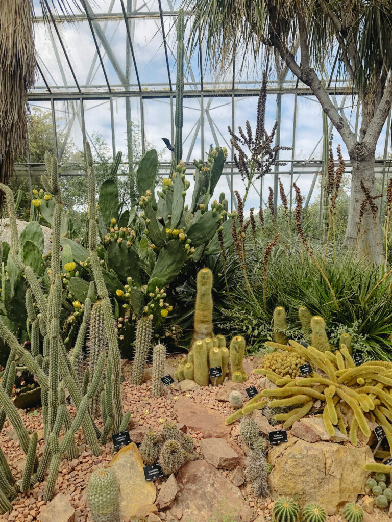cactus greenhouse edinburgh botanic garden