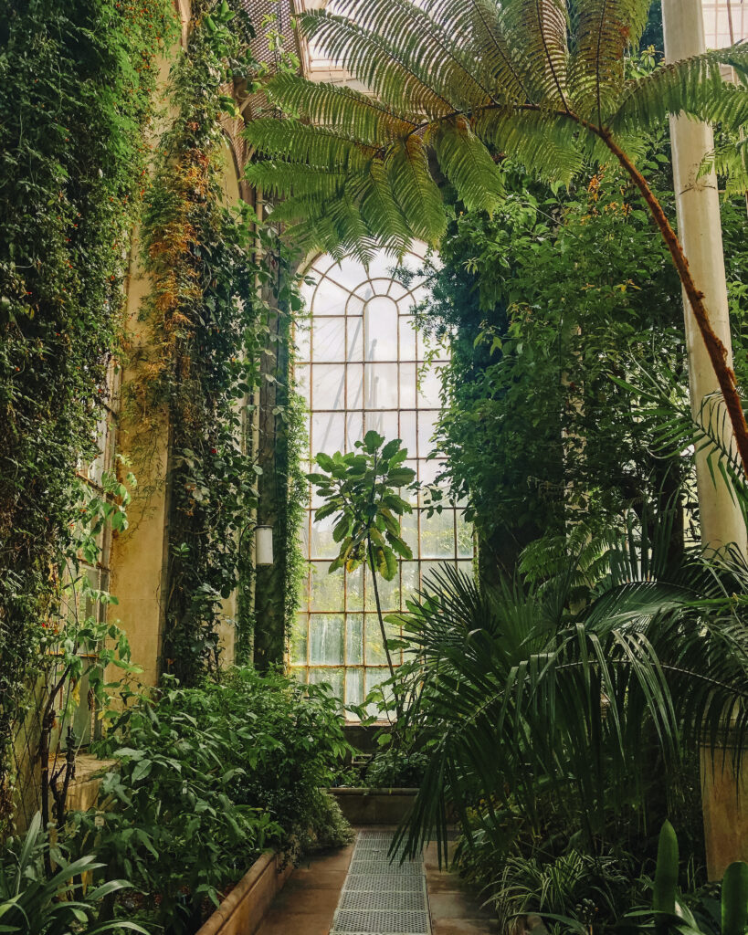 palmhouse edinburgh botanic gardens