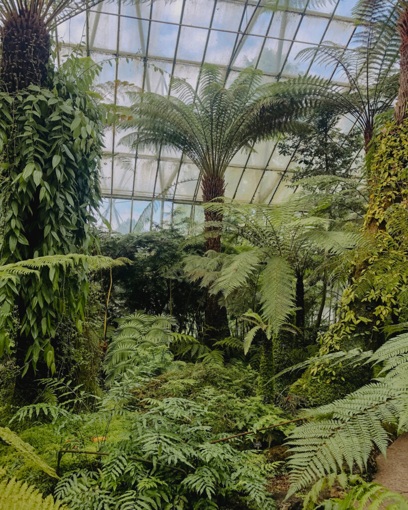 palmhouse edinburgh botanic gardens