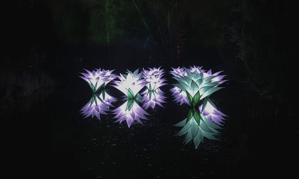 light show at edinburgh botanic garden christmas