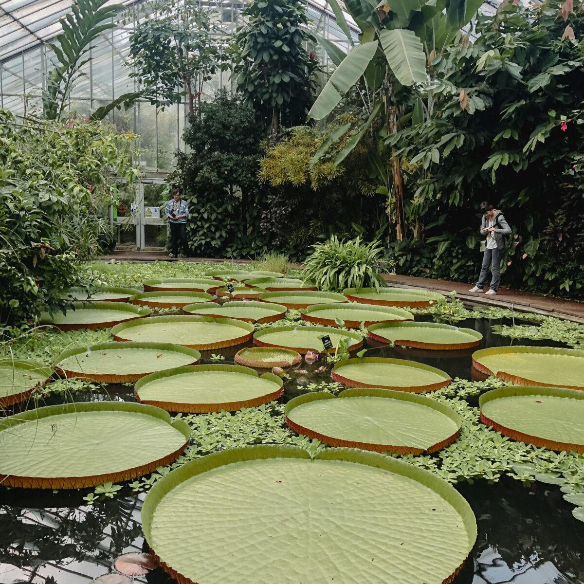 lilly pads at the botanic gardens in edinburgh